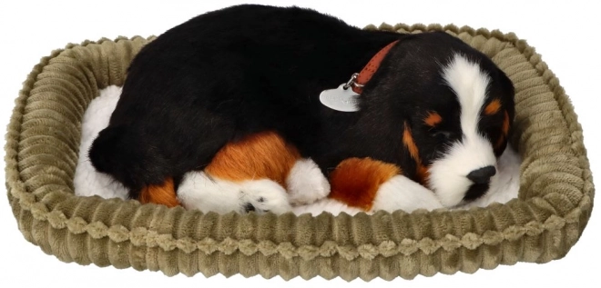 Ontspannende Berner Sennenhond ter adoptie