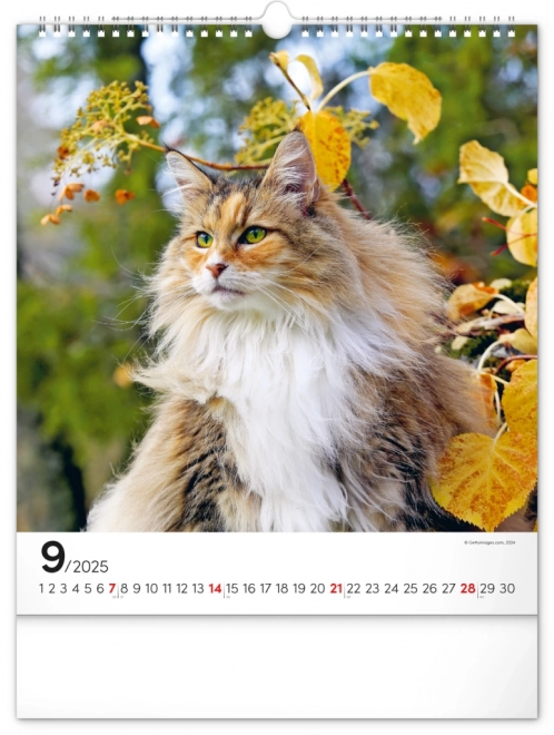 Wandkalender Katten 2025, 30 × 34 cm