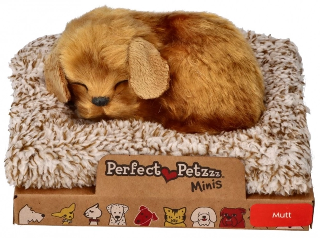 Kleine hond Perfect Petzzz
