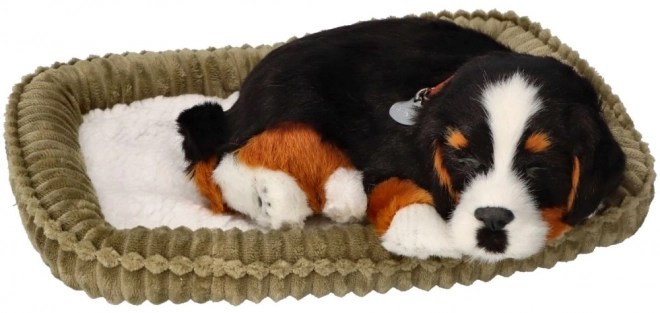 Ontspannende Berner Sennenhond ter adoptie