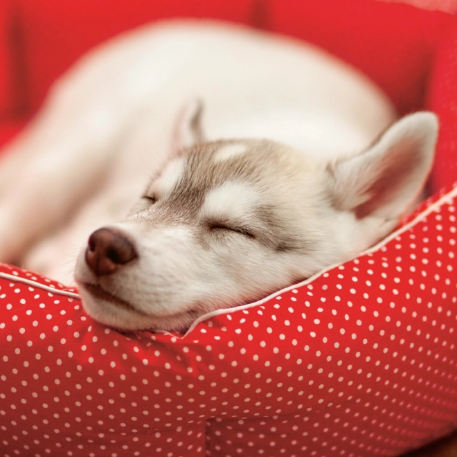 Notitie Kalender Puppy’s 2024