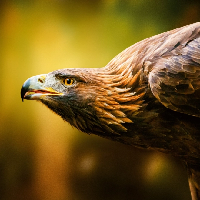 Notitiekalender Wilde Dieren 2026