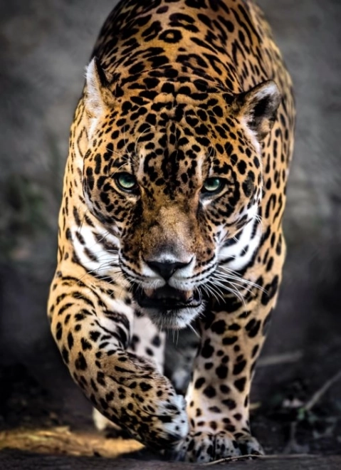 Puzzel 1000 stukjes Jaguar