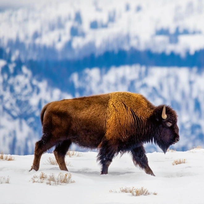 Notitiekalender Wilde Dieren 2026