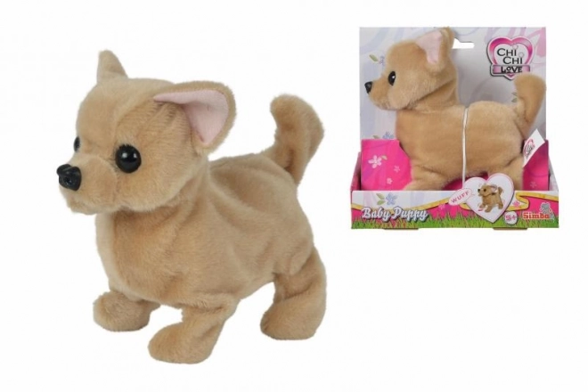 CCL Chihuahua puppy