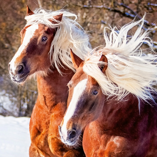 Notitiekalender Paarden Christiane Slawik 2026