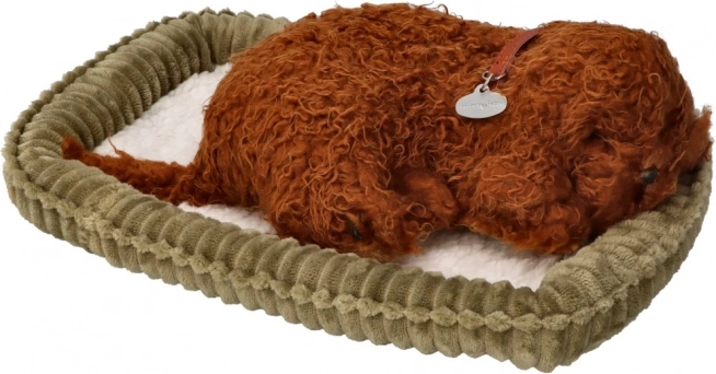 Perfecte Knuffel Slapend Poedelpup