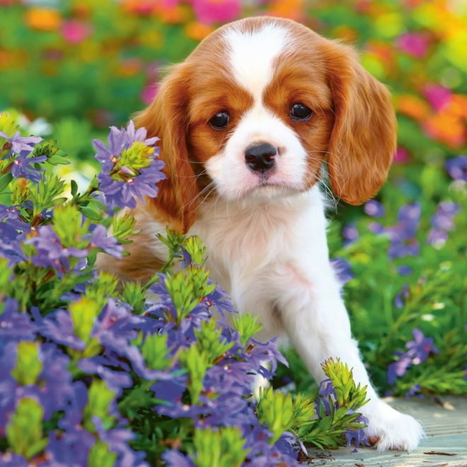 Notitie Kalender Puppy’s 2024