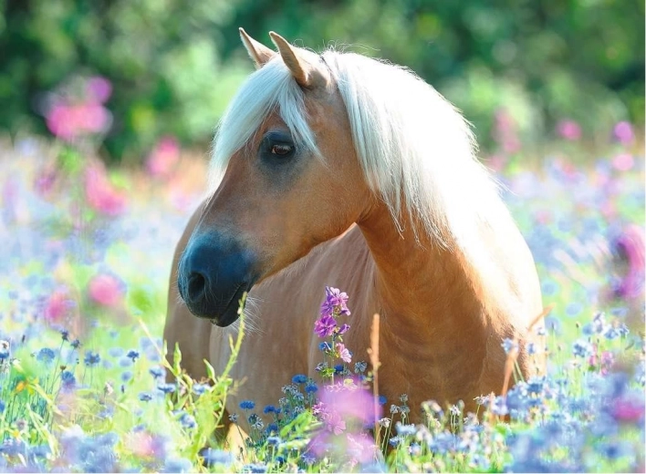 Puzzel 2D 300 stukjes – paard RAVENSBURGER