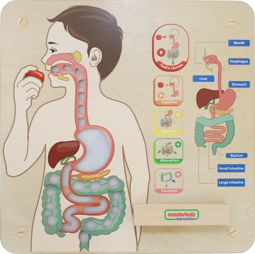 Interactieve weergave van het spijsverteringsstelsel