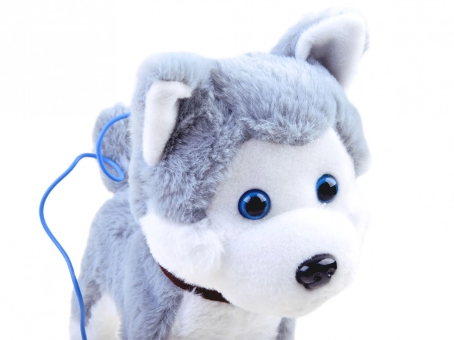 Interactieve husky hond aan een riem