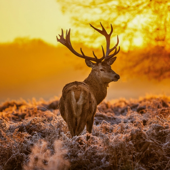 Notitiekalender Wilde Dieren 2026