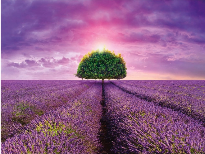 Uiterlijk van Provence