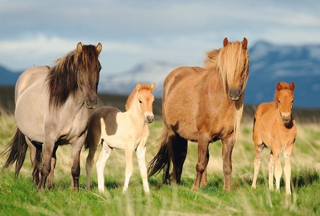 Puzzle SCHMIDT paardenfamilie 200 stukjes