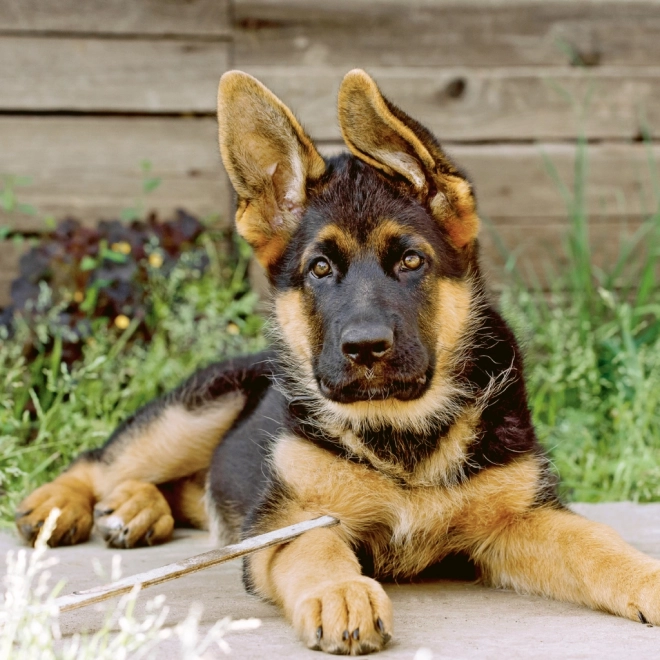 Notitie Kalender Puppy’s 2024