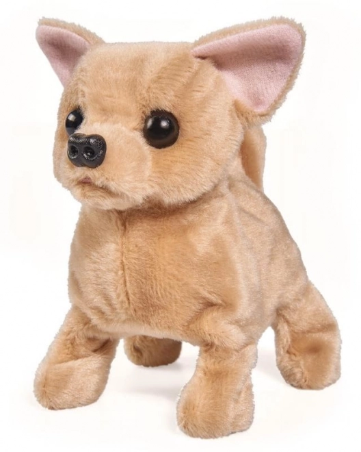 CCL Chihuahua puppy