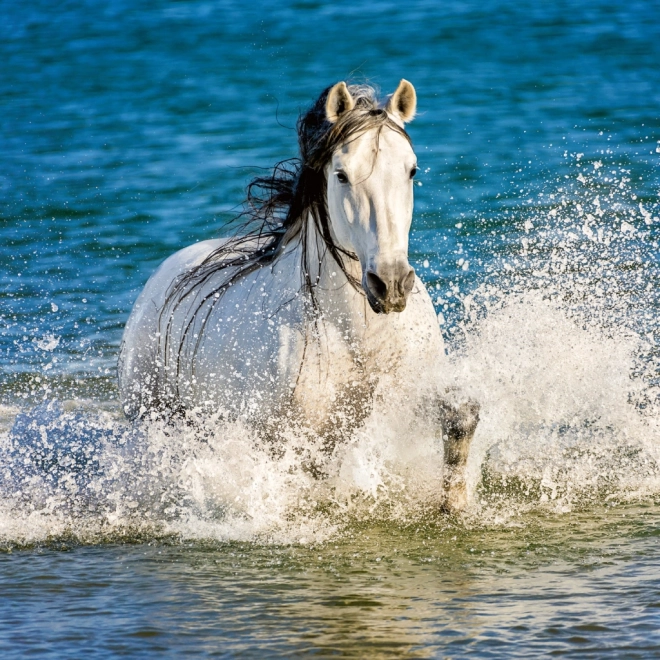 Notitiekalender Paarden Christiane Slawik 2026
