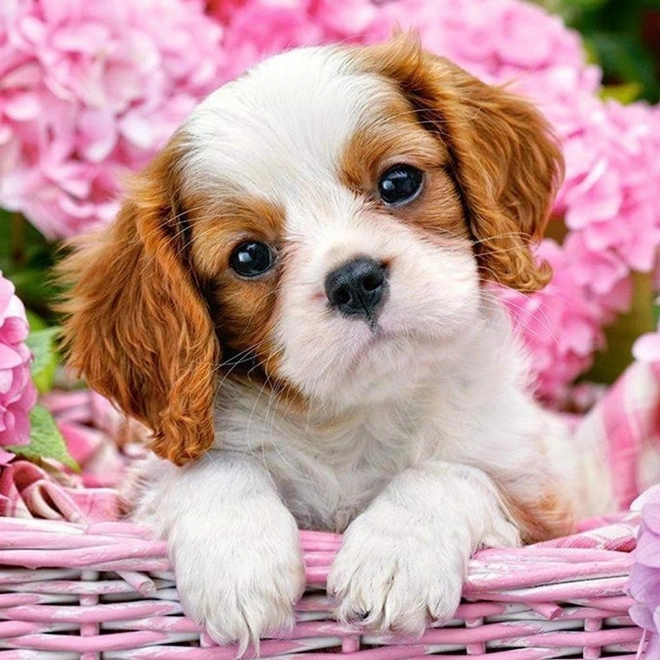 Norimpex Diamantschilderij Puppy in roze mand 30x40cm