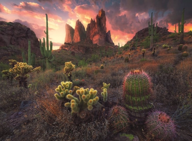 Puzzel Cactussen bij schemering 500 stukjes