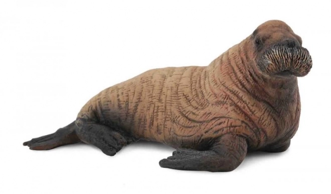 Walrus poolijs - jong
