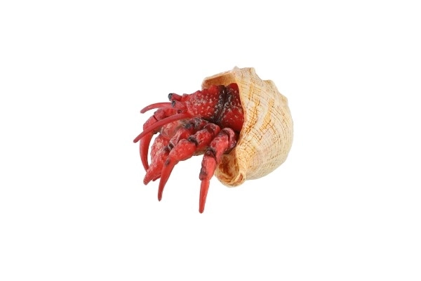 Heremietkreeft zooted plast 7cm in zak