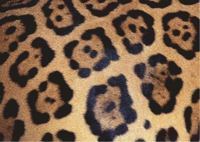 Ravensburger puzzeluitdaging: dierenmotief 1000 stukjes