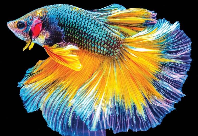 Interdruk puzzel Kleurrijke natuur: Vis 250 stukjes
