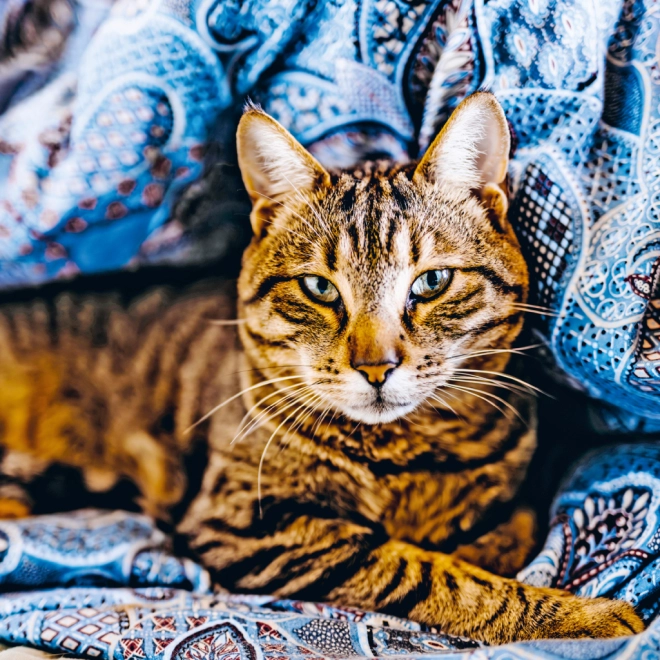 Prachtige kattenfoto’s elke maand