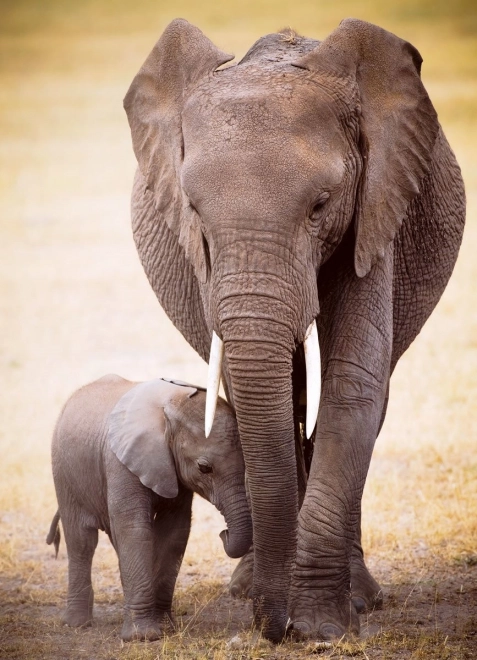 Puzzel Olifant en Olifantenkalf 1000 stukjes