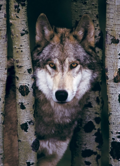 Puzzel Grijze Wolf van EUROGRAPHICS - 1000 stukjes