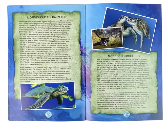 Educatieve set ammonieten schildpad opgravingen