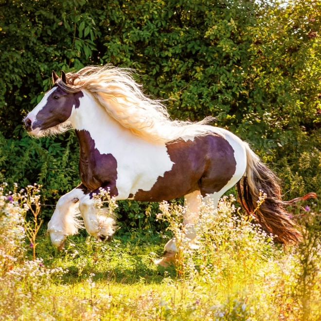 Notitiekalender Paarden Christiane Slawik 2026