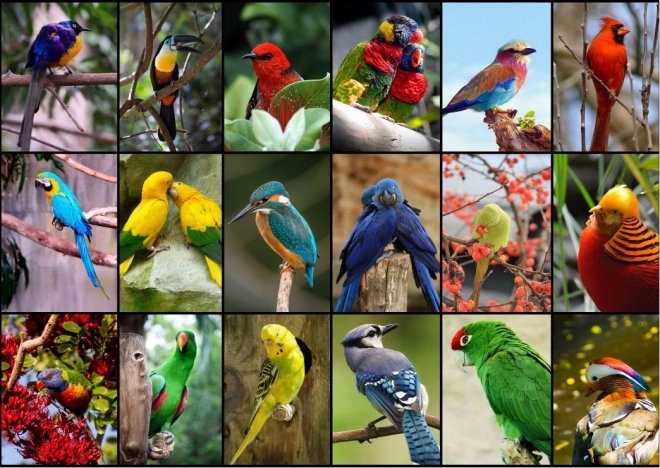 Puzzel De mooiste vogels ter wereld 1500 stukjes