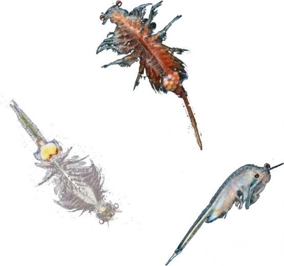 Ideaal voor kinderen van 8–12 jaar