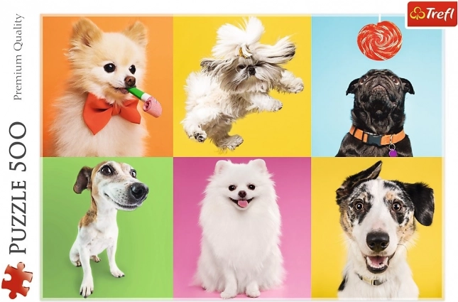 Collage met schattige honden