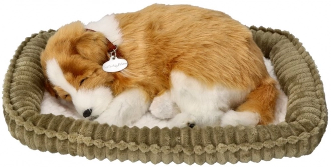 Adembenemend puppy ter adoptie - Schotse herdershond Collie