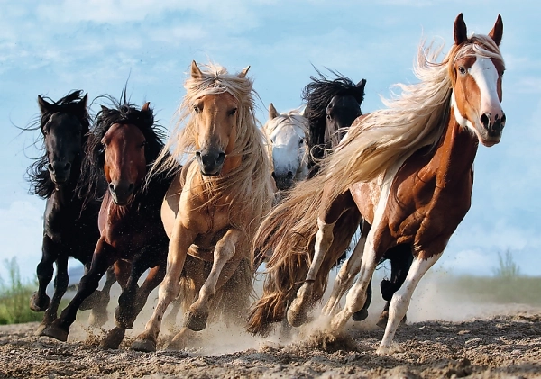 Puzzel Galopperende paarden 1000 stukjes 68,3x48cm in doos 40x27x6cm