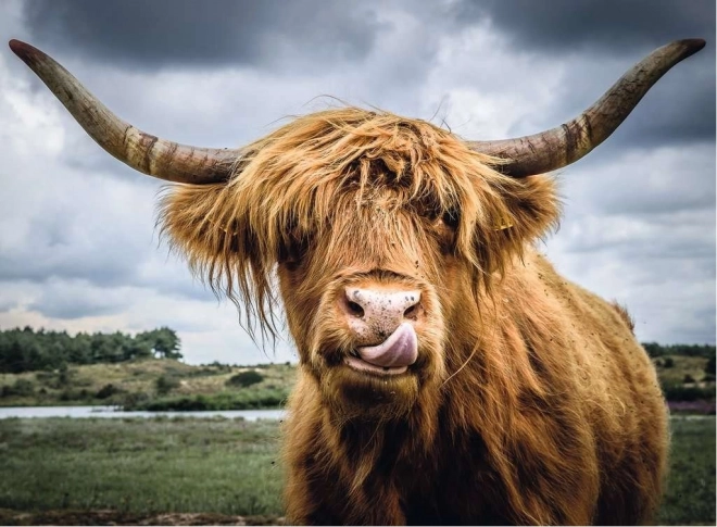 Ravensburger Puzzle Moments Highland Cattle 300 stukjes
