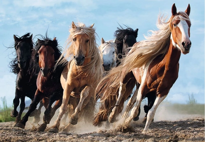 Puzzel Galopperende paarden 1000 stukjes 68,3x48cm in doos 40x27x6cm