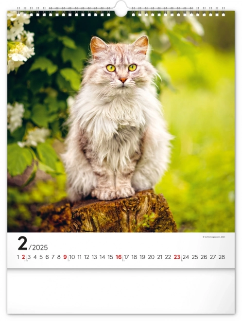 Wandkalender Katten 2025, 30 × 34 cm