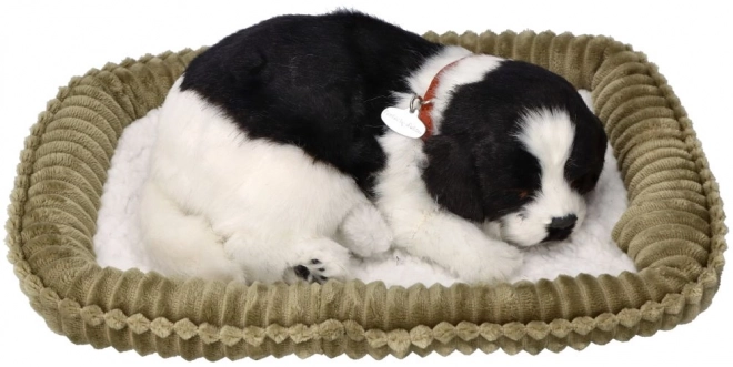 Ademend bordercolliepup te adopteren