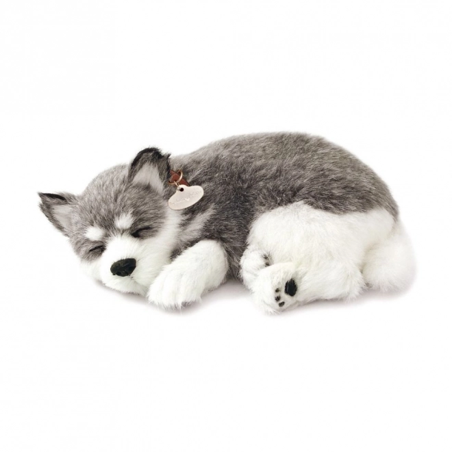 Adembenemende Alaska Husky knuffel
