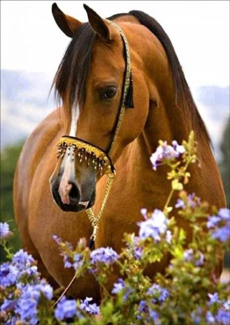 Diamond painting Paardennevel 30 × 40 cm