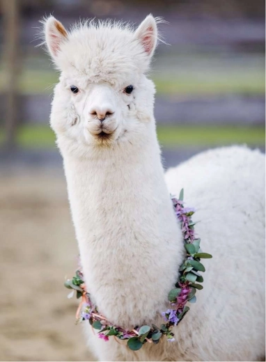 Ravensburger puzzel alpaca 200 stukjes