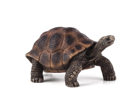 Mojo reuzenschildpad
