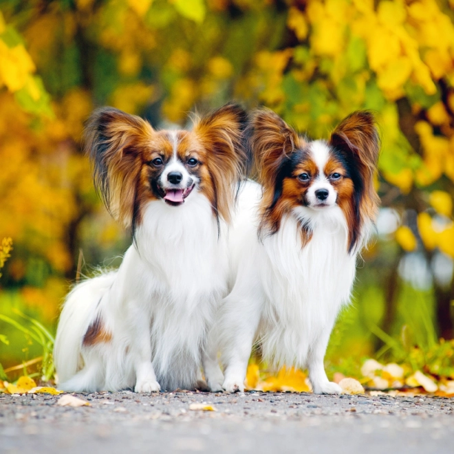 Notitie Kalender Honden 2025, 30 × 30 cm