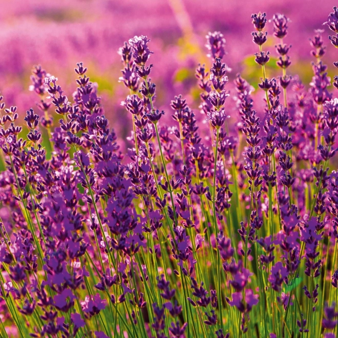 Notitiekalender Provence 2026