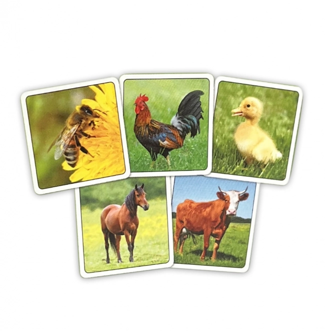 Memoryspel Boerderij in een doosje