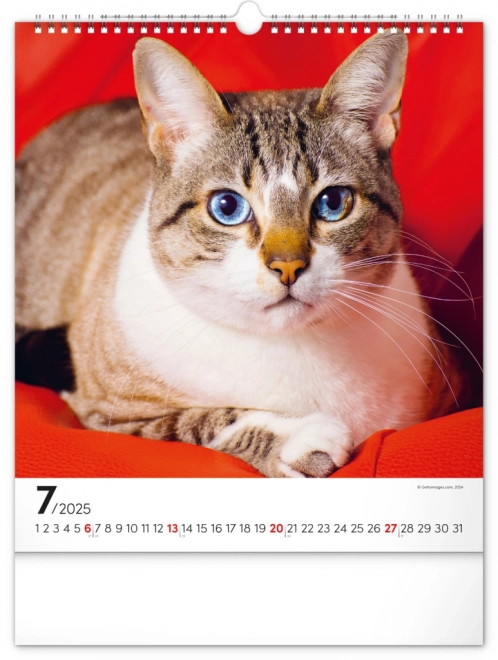 Wandkalender Katten 2025, 30 × 34 cm