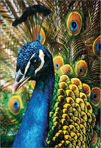 Puzzel Kleurrijke Natuur: Pauw 250 stukjes